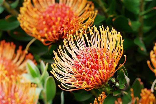 Botanical Society of South Africa Sign Up Page